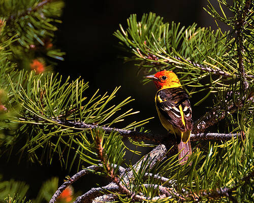 American Wall Art featuring the photograph Western Tanager by Mike Lee