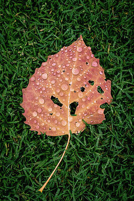 Maine Wall Art featuring the photograph Wet Leaf In Maine by Craig A Walker