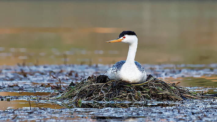 Wildlife Wall Art featuring the photograph Wet Nest - Clark's Grebe, California by KJ Swan