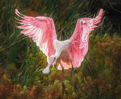 Wall Art featuring the photograph Wetland Beauty The Roseate Spoonbill by Rebecca Herranen