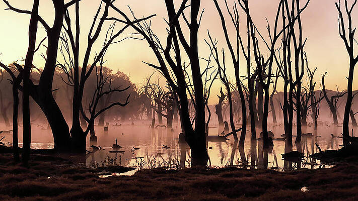Wall Art featuring the photograph Wetland Dawn by Nicholas Blackwell
