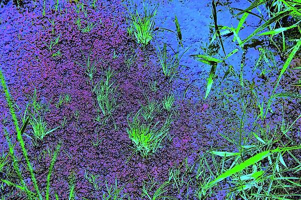 Wall Art featuring the digital art Wetlands Grass In Summer by Bruce Block