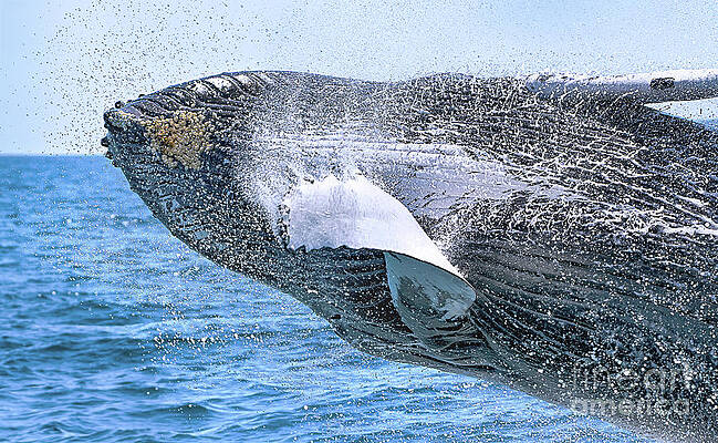 Wall Art featuring the photograph Whale Ahoy - Breaching Humpback by Rehna George