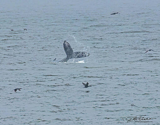 Water Photograph - Whale Lobtailing by Joe Fisher