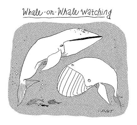 Sea Life Wall Art featuring the drawing Whale On Whale Watching by Sara Lautman