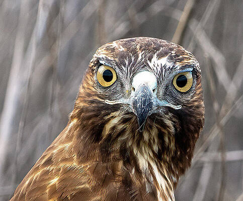 Wall Art featuring the photograph W H A T  ? by Joe Schofield