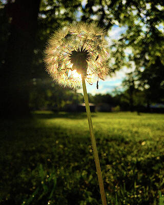 Christian Photograph - What A Dandy by Greg Lane