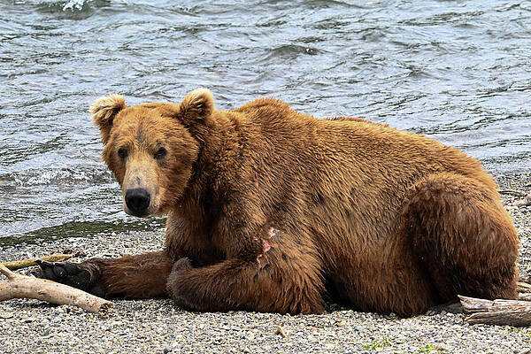 Wall Art featuring the photograph What Are You Looking At by Harry Banks