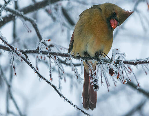Cardinal Photograph - What? by Robert Allen Hill