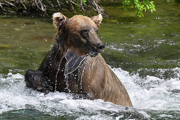 Wall Art featuring the photograph What Was That by Harry Banks