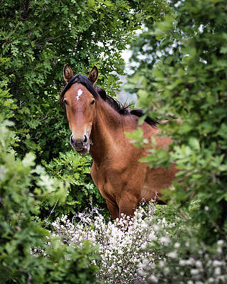 Nature Photograph - What You Look'n At by American Landscapes