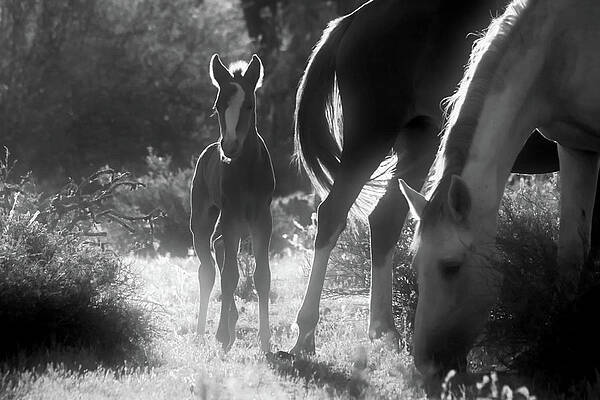 Nature Photograph - Whatcha Ya Look'n At by American Landscapes