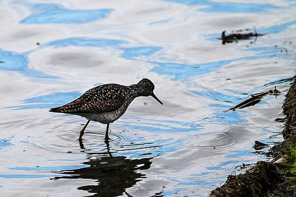 Wall Art featuring the photograph Whats For Dinner by Harry Banks