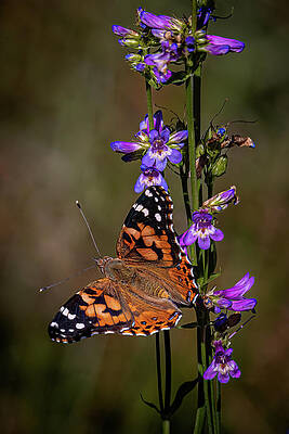 Flower Photograph - What's In A Name? by Tim Lyden