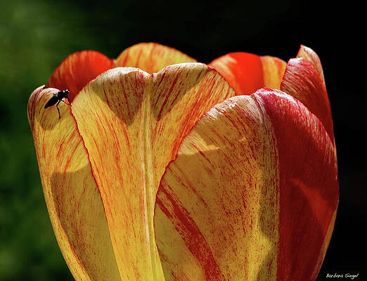 What's Inside? by Barbara Siegel