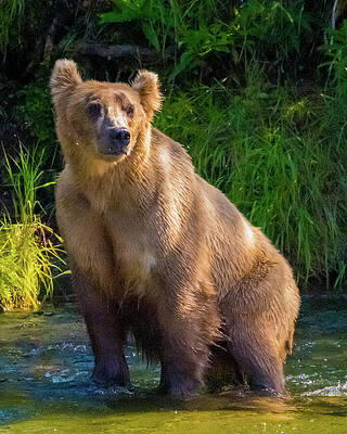 Whats Next by Harry Banks