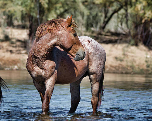 Nature Photograph - What's That by American Landscapes