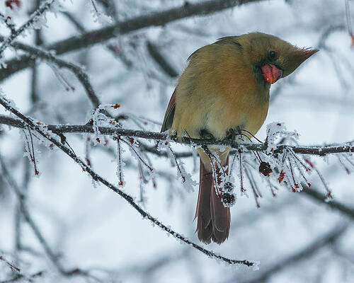 Cardinal Photograph - What's Up? by Robert Allen Hill
