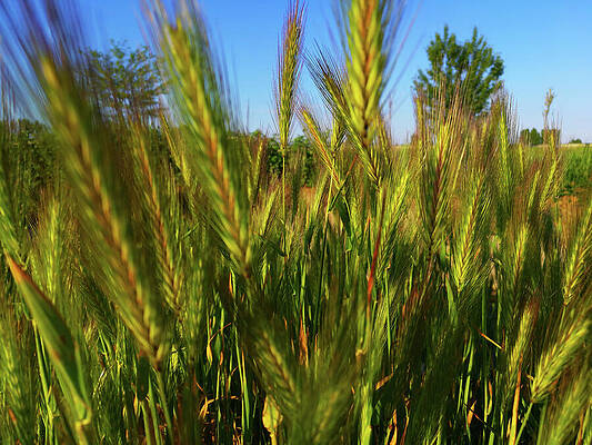 Photograph - Wheat Field Under A Blue Sky - Close Up Photo Of A Row Of Wheat by Nicko Prints