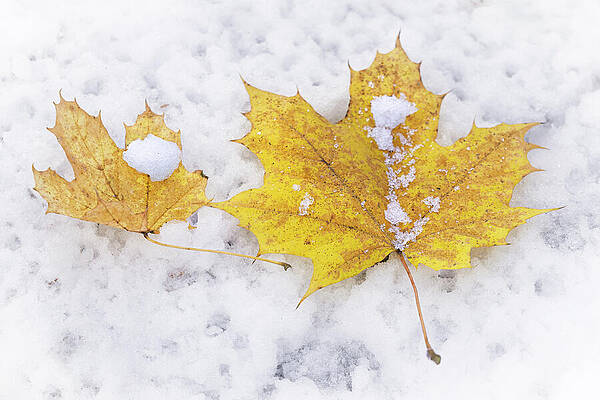 Yellow Maple Leaves on Snow Wall Art