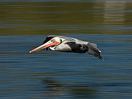 Wall Art featuring the photograph When Pelicans Glide by Joe Schofield
