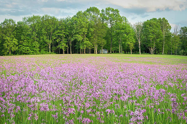 Outdoors Photograph - When The Field Turns Pink by Dave King