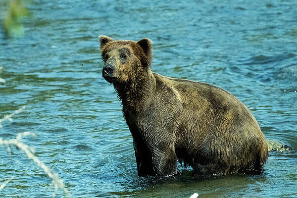 Wall Art featuring the photograph Where Is Mom by Harry Banks