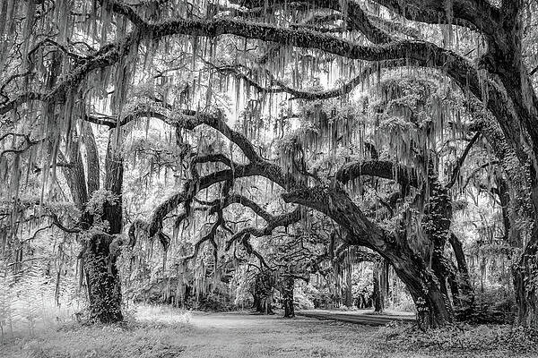 Moss-Covered Oak Trees Photograph
