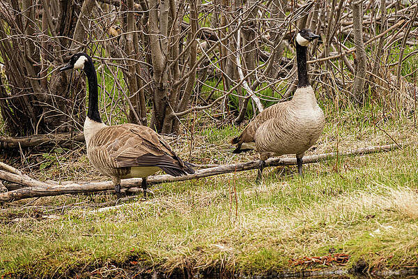 Wildlife Photograph - Canadian Geese - Canada Goose -Which Way Did They Go? by Robert Niemeier