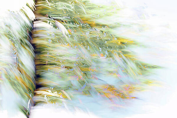Whimsical Breeze Among Trees Photograph