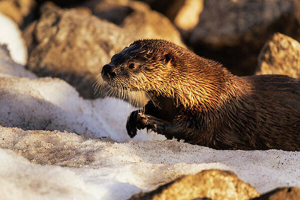 California Wall Art featuring the photograph Whiskers From The Deep by Mike Lee
