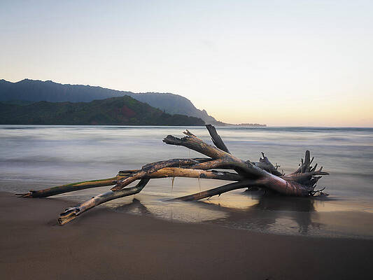 Driftwood on Serene Beach Wall Art