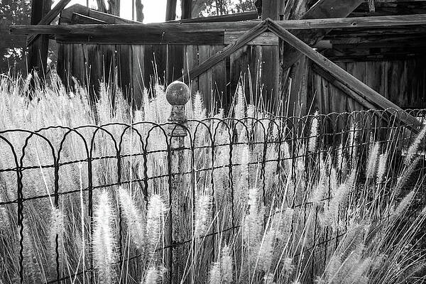 Wall Art featuring the photograph Whispering by Gina Cinardo