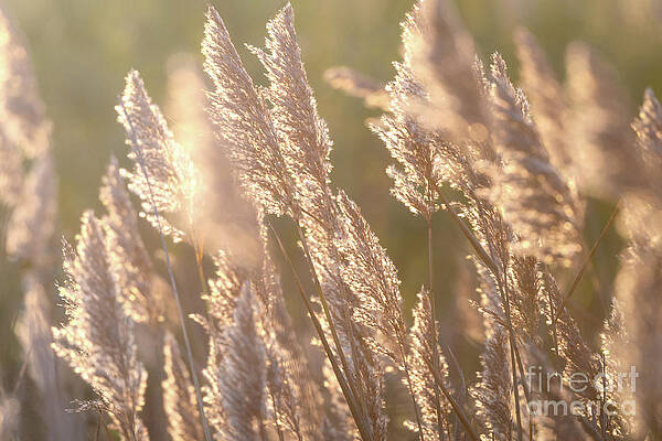 Wall Art featuring the photograph Whispers In The Wind by Rehna George