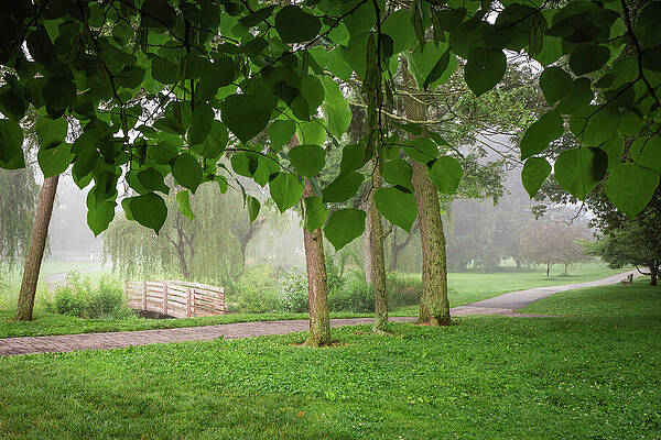 Tranquil Path Through a Misty Park Wall Art