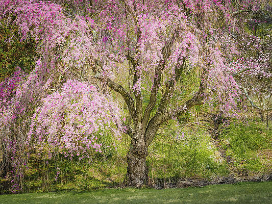 Vibrant Photograph - Whispers Of Spring by Dave King