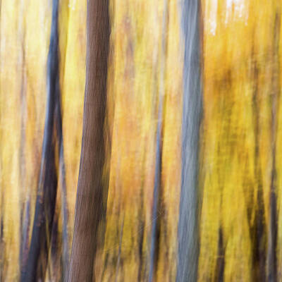 Abstract Wall Art featuring the photograph Whispers Of The Woodlands by Shankar Adiseshan