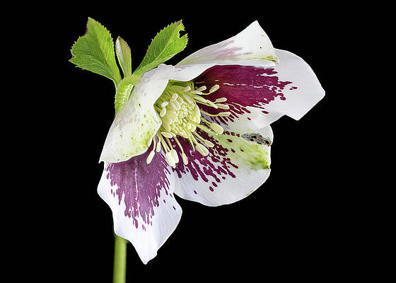 Hellebore Blossom on Black Background Wall Art