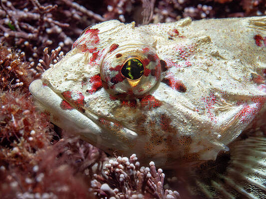 Fish Photograph - White And Pink Sculpin by Brian Weber