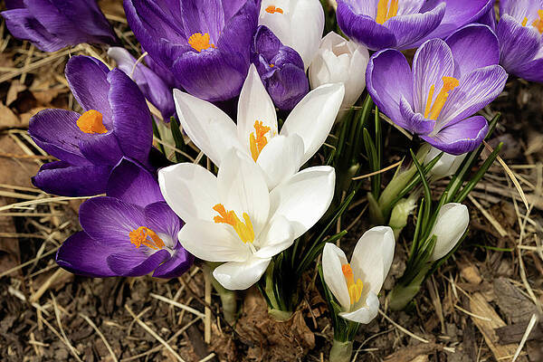 Flower Photograph - White And Purple Crocus by Craig A Walker