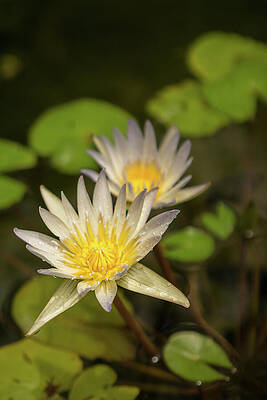 Hawaii Wall Art featuring the photograph White And Yellow Water Lily In A Garden Pond by Nancy Gleason