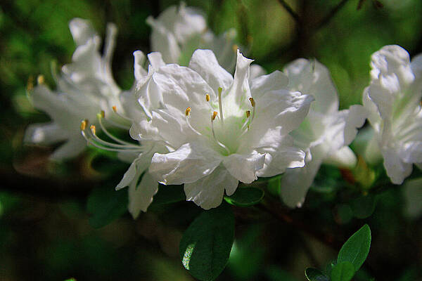 Wall Art featuring the photograph White Azaleas by Deb Beausoleil