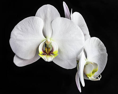 Closeup Wall Art featuring the photograph White Beauty by Elvira Peretsman