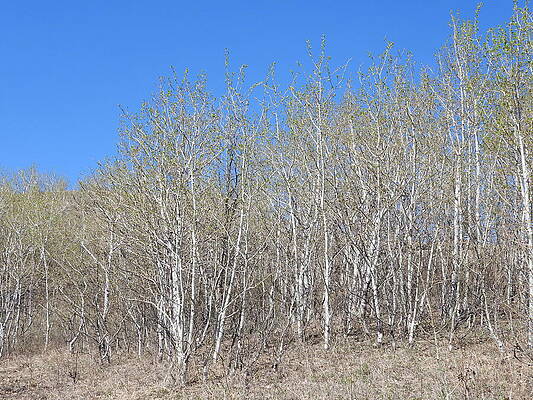 Sky Photograph - White Birch by Amanda R Wright