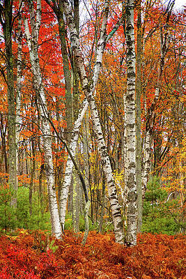 Tree Photograph - White Birch Fall by Richard DeYoung