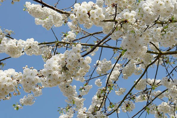 Summer Wall Art featuring the photograph White Blossoms On The Tree by Severija Kirilovaite