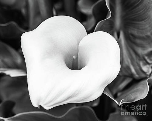 Garden Photograph - White Callla Lilly by Abigail Diane Photography