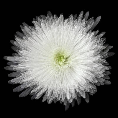 White Chrysanthemum Close-Up Wall Art