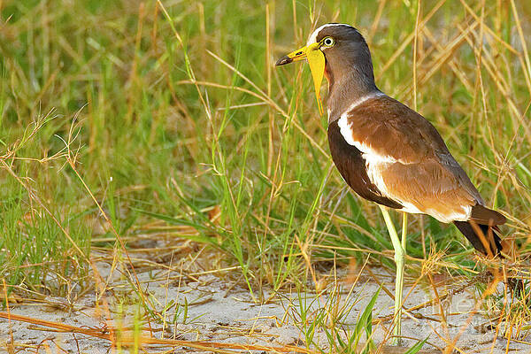 Elegant Bird in Grass Photograph