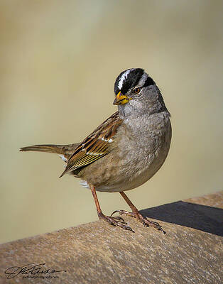 White-crowned Sparrow on a Ledge Wall Art